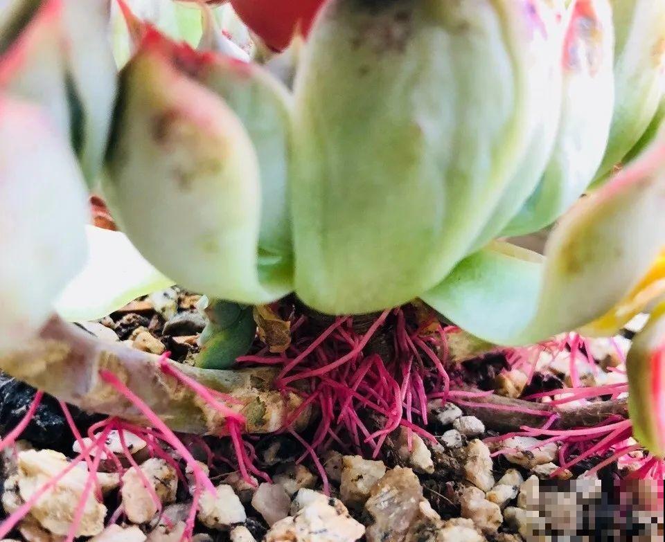 10种花，最怕换盆，换完活不过3天！