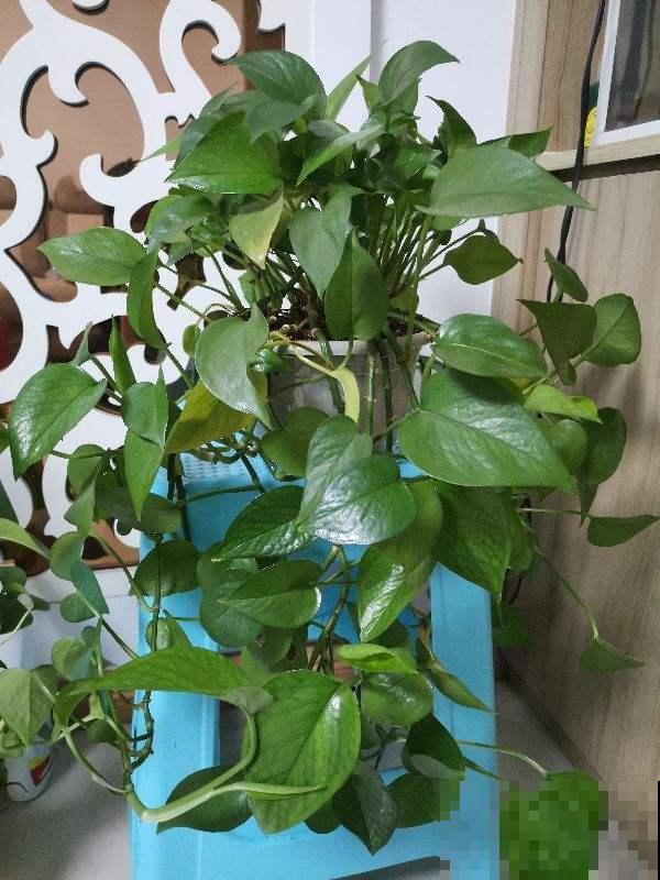 原来家里的花草也是酒鬼，啤酒兑水喝两盅，叶子油绿花艳丽！