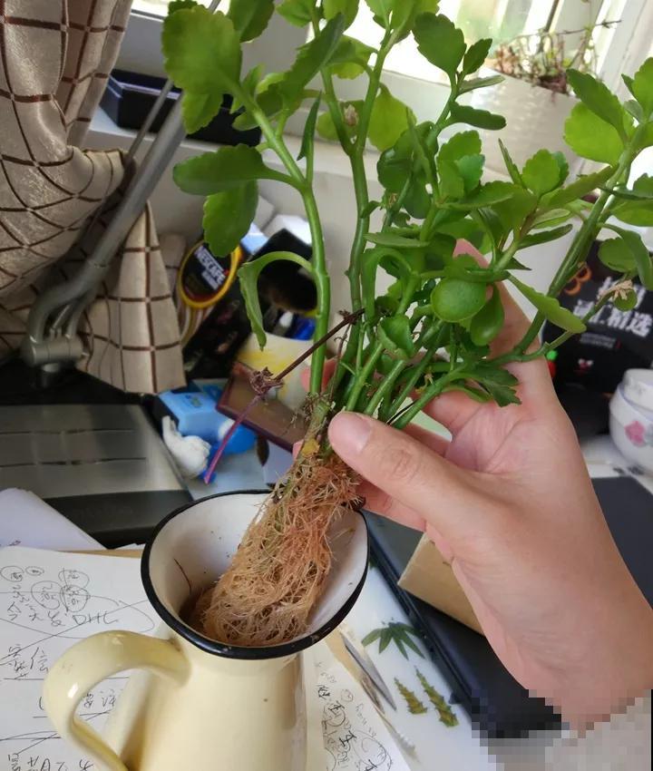 5种花，丢水里也能养，干净卫生，呼呼爆盆