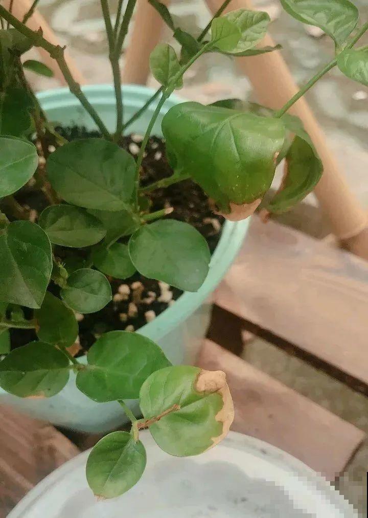 花一到春天就蔫巴，那是浇水浇少了，赶紧补水