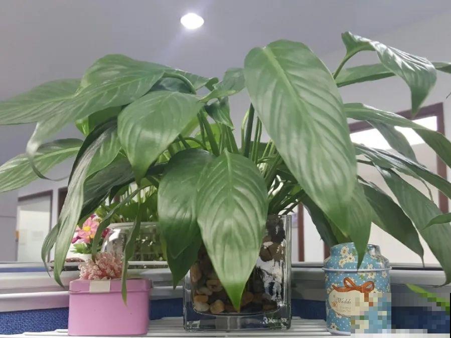 6种花一天不浇水，叶子就耷拉，缺水3天就死翘！