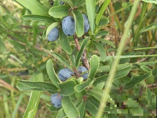 春天适合在家种果树，阳台上也能养，一棵能接满树果