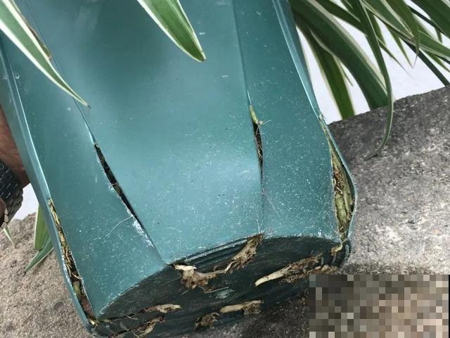 家里养盆虎皮兰，小花盆、挤着养，疯狂开花爆小崽！