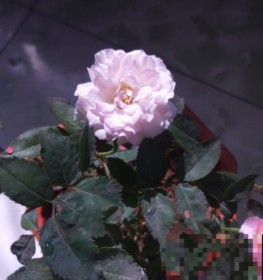 手机拍花小技巧，春天一定要学会，拍花立马美10倍！