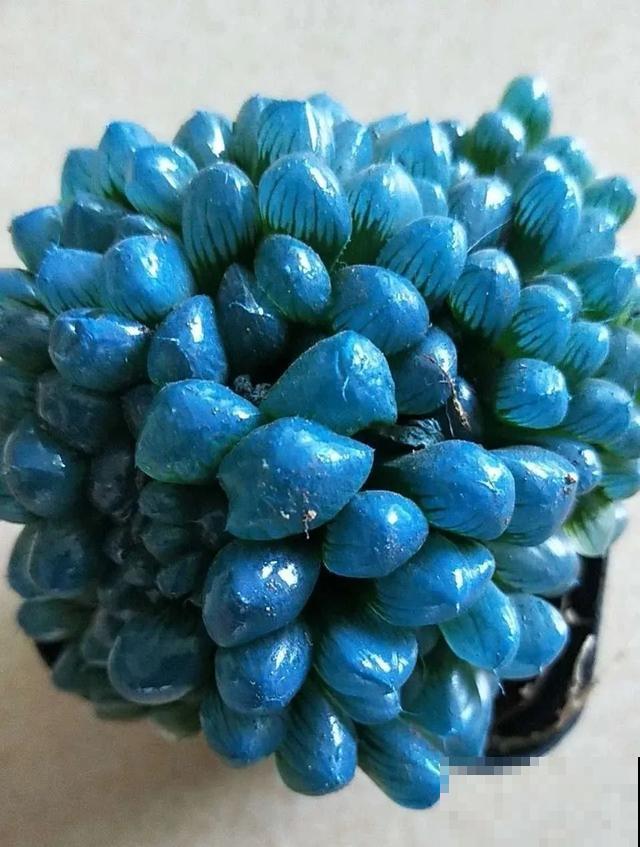 春天买花要注意，6种花千万别买，都是骗人的！