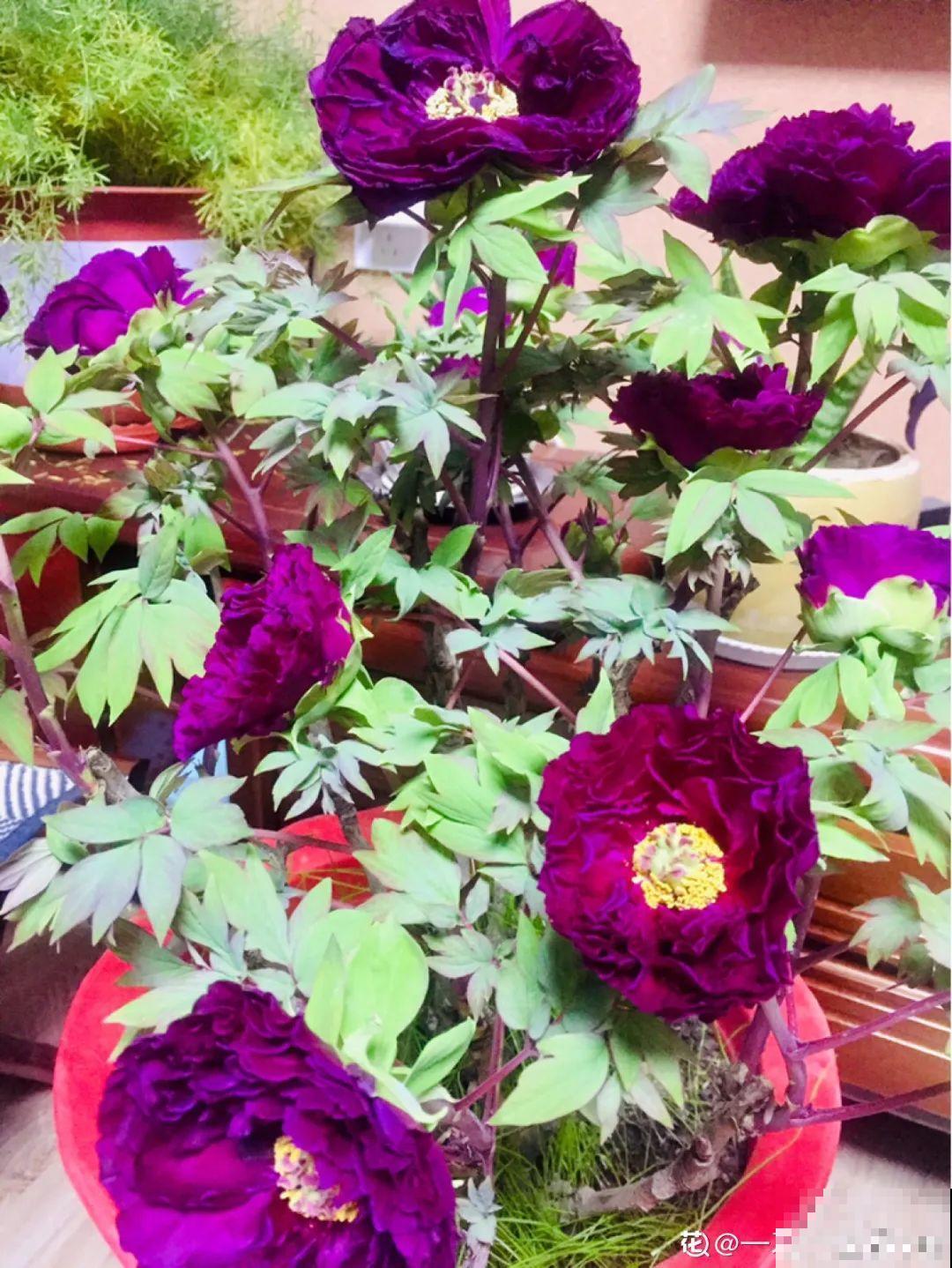 6种花种在大门口，花开一整片，镇宅又霸气！
