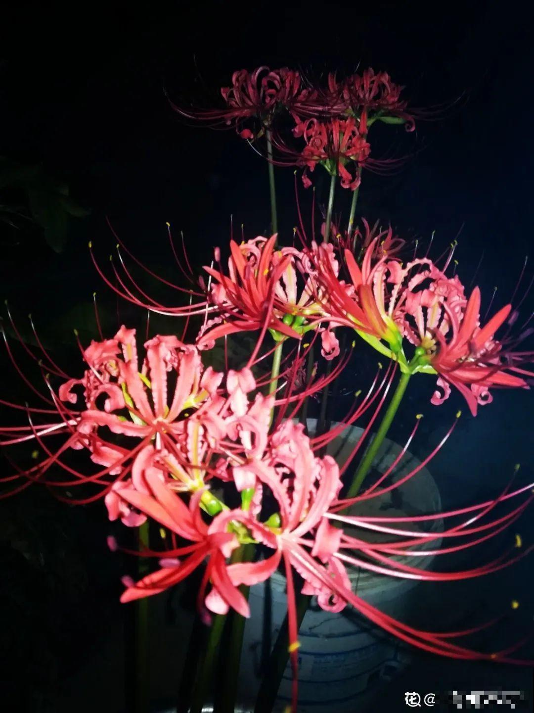 能开2个月的花，长的像假花，谁见都要摸一下！