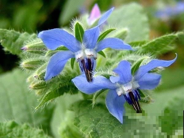 爱上“琉璃苣”女孩？原来真的有这植物，模样果真清纯动人！