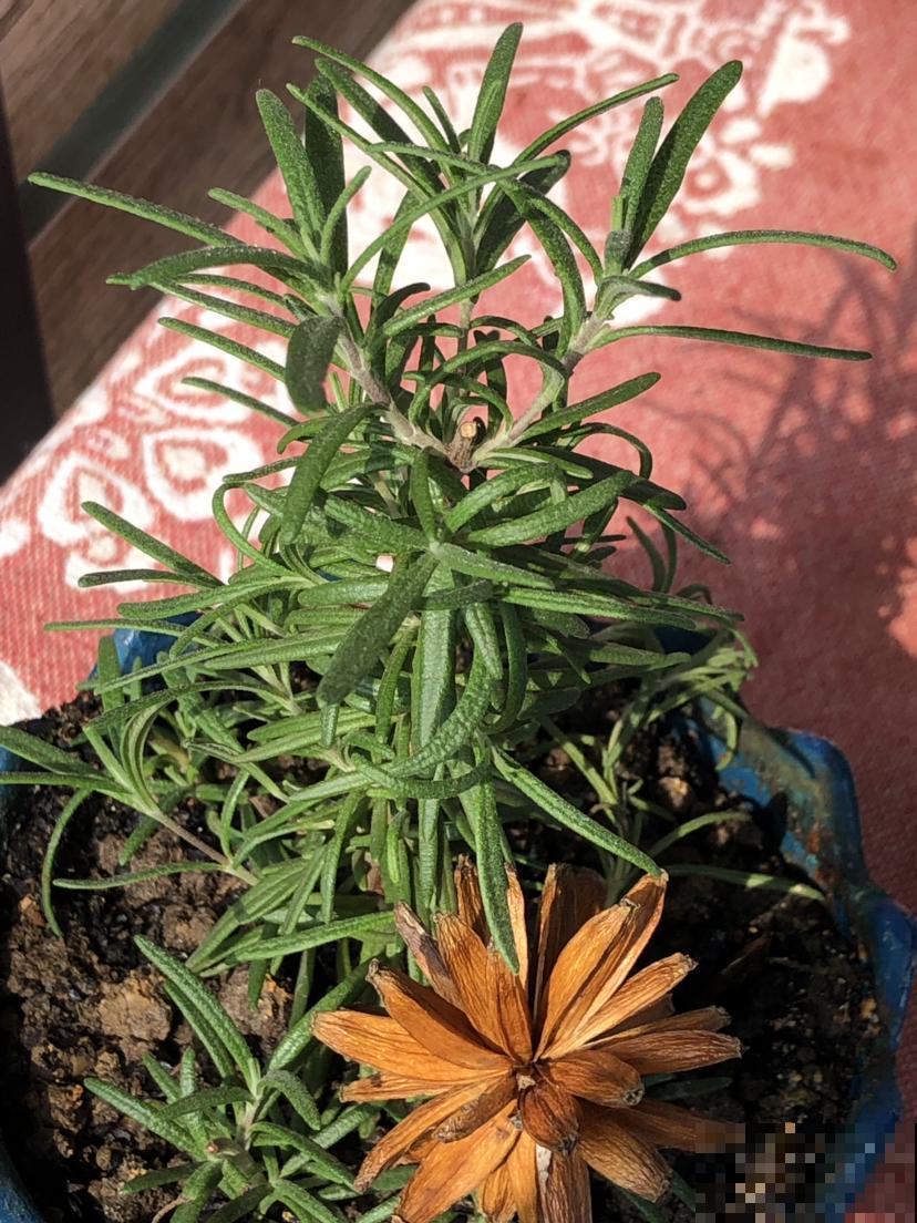厨房就养香草花，驱蚊杀菌，叶子还能做菜吃！