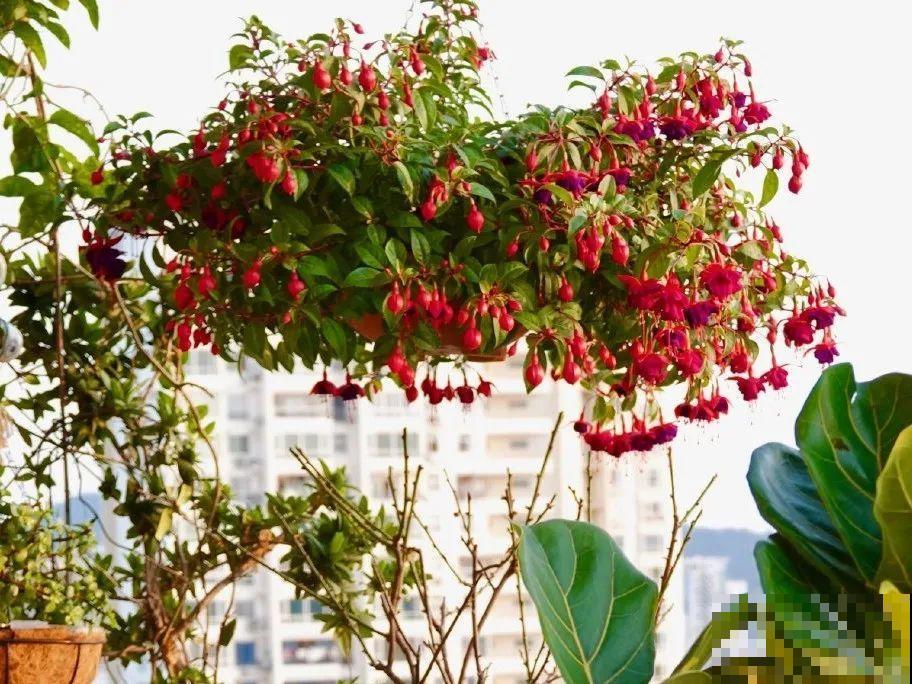 家里有这6种花，赶紧挂起来，长的快、开花一年比一年多！