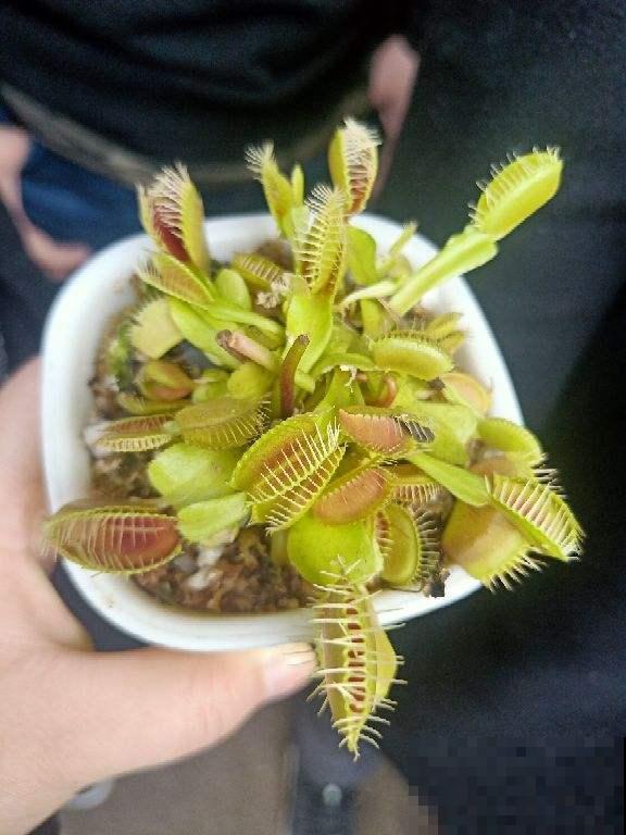 6种花爱吃蚊虫，家里养一盆，小虫子全吃光