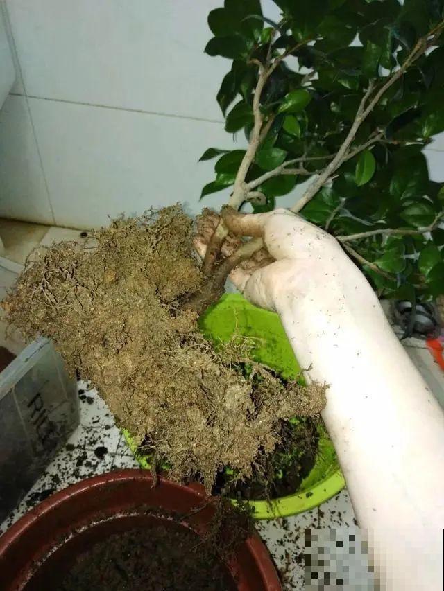 换盆的最佳时机到了，换完花儿就疯长，错过会后悔！