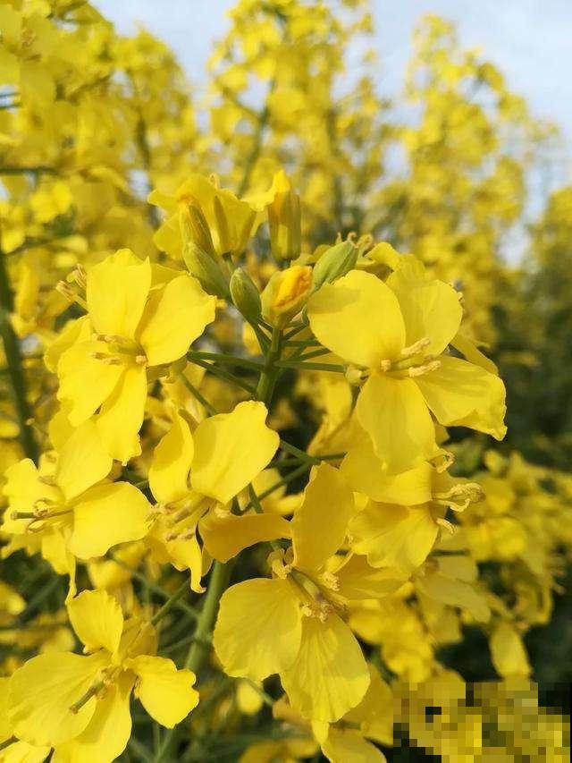 漫山遍野油菜花，到底和油菜有啥关系？原来家里也能赏！