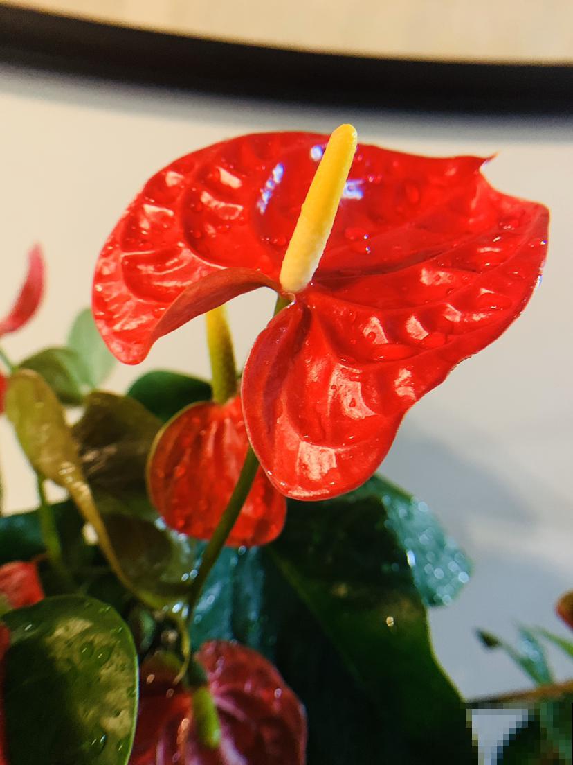 4种转运花，家里养一盆，一年到头招好运