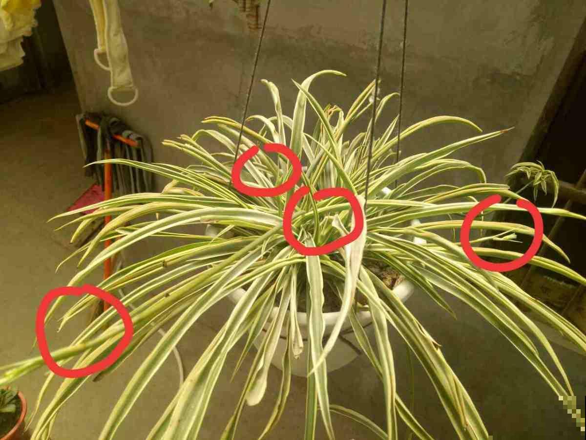 吊兰怎么繁殖更简单？长满阳台放不下，只好拿去送人！