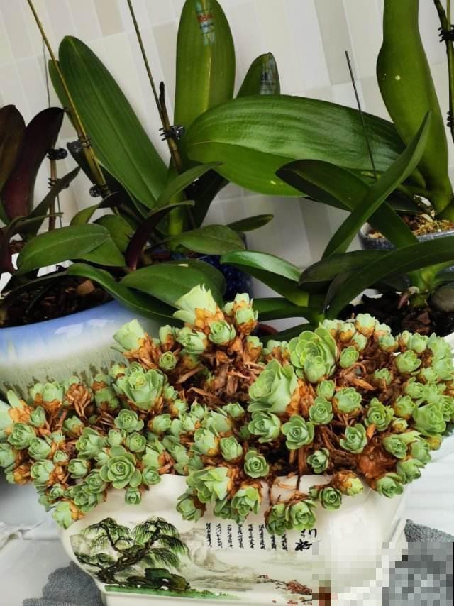 5种多肉，开花就容易死，赶紧把花箭剪掉