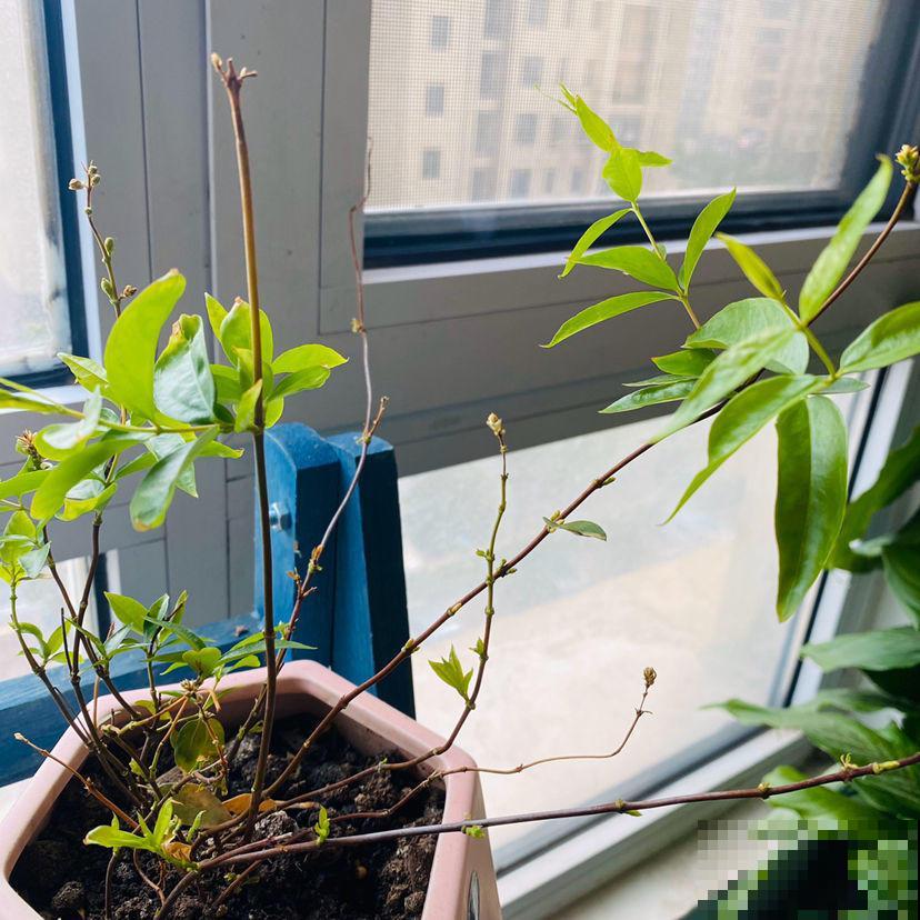 你家花经常掉叶子，有没有想过是浇水出问题？赶紧改了！