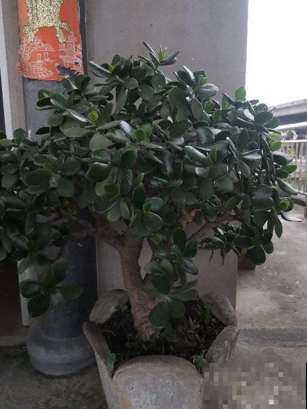 有见过开满花的玉树吗？原来养护这么重要，半月就能看到花蕾