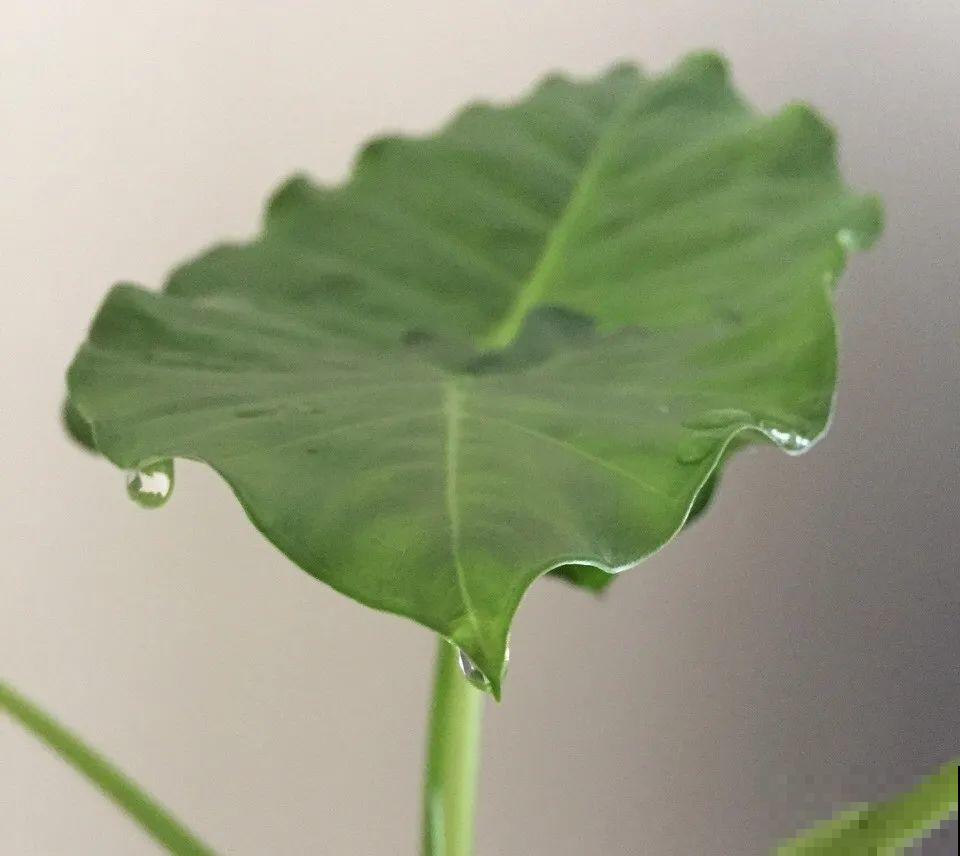 花叶子噗噗冒水珠，恭喜你，把花养灵了！
