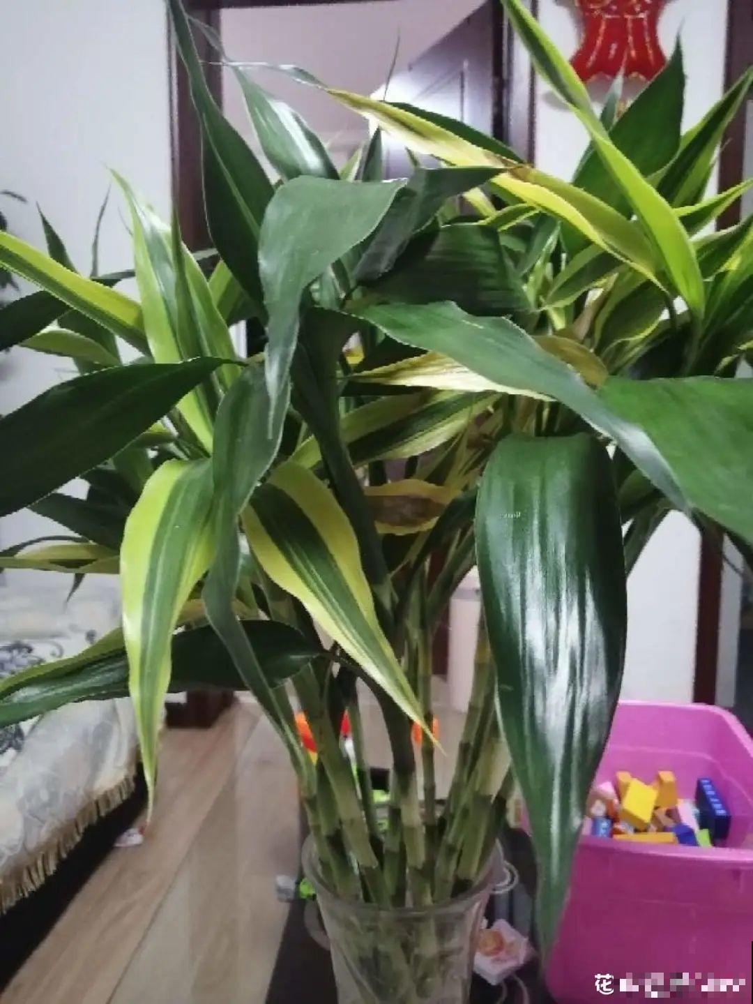 1粒小药片，碾碎丢水里，花像吃了兴奋剂疯长！