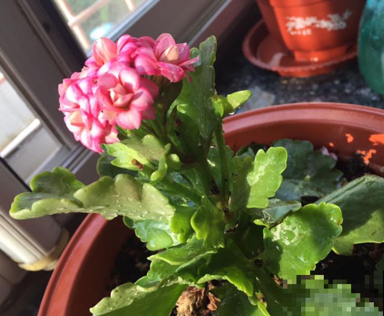 老花农透露的5个小偏方，养啥花都旺，叶子嗖嗖长！