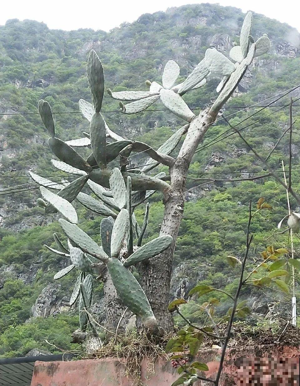 7种花，一开花就是一片花海，太震撼！
