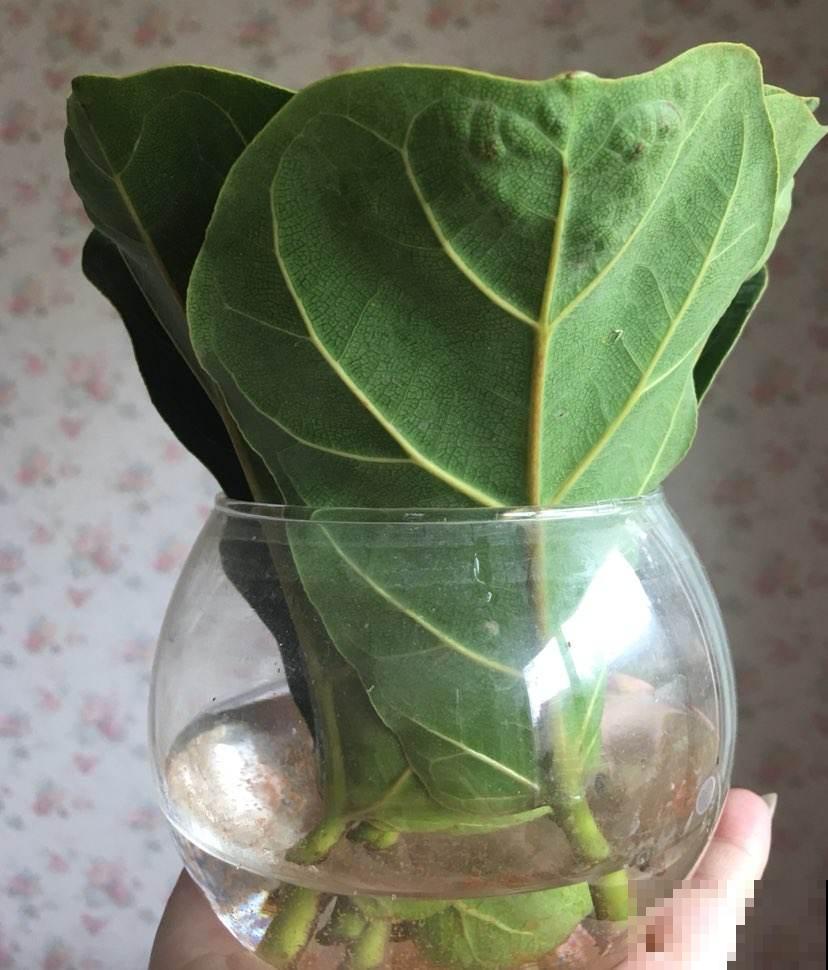 5种营养水，给花喷一点，叶子绿得能滴油