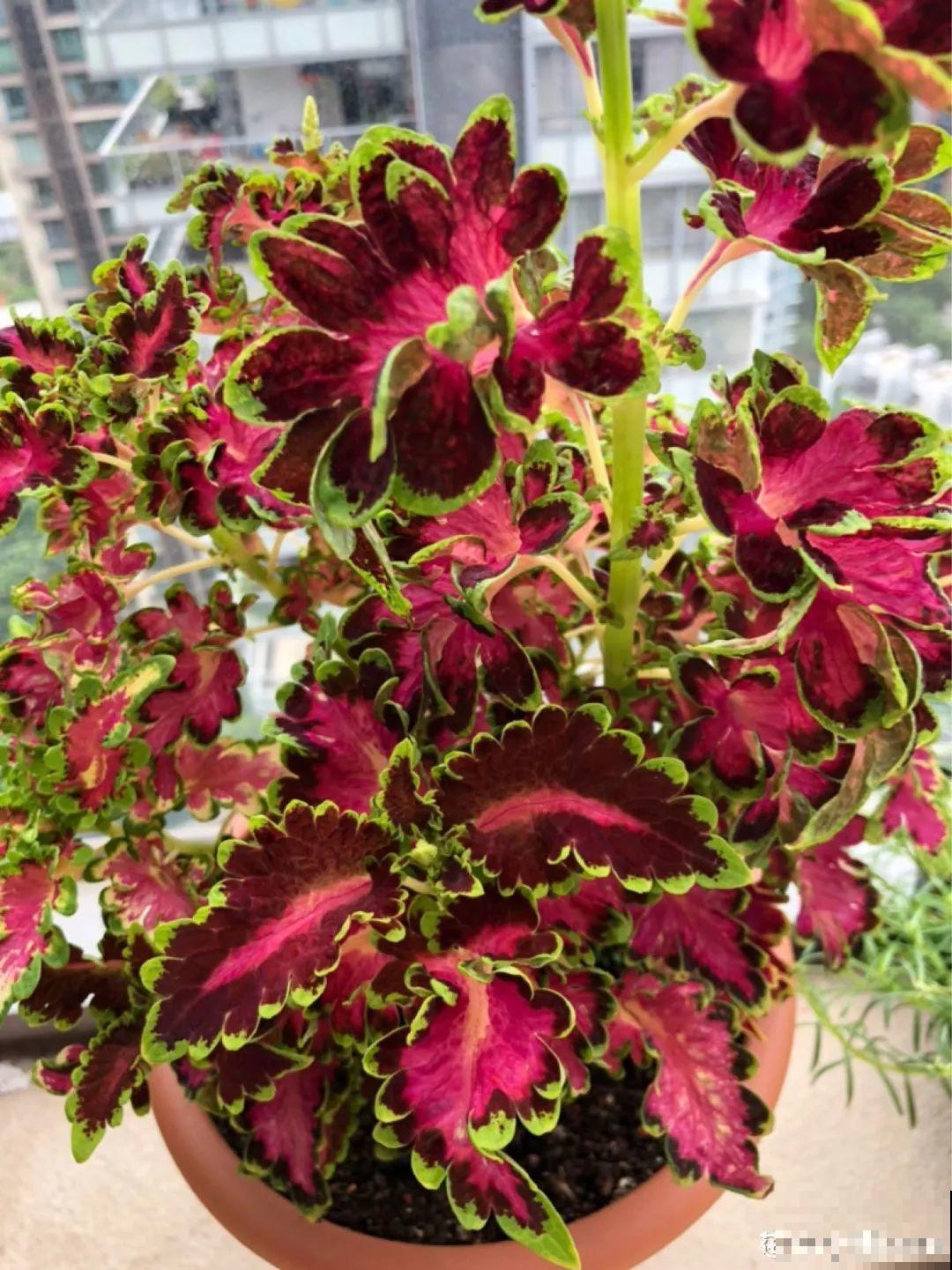 4种花就要多晒，太阳下面会变色，叶子比花还好看！
