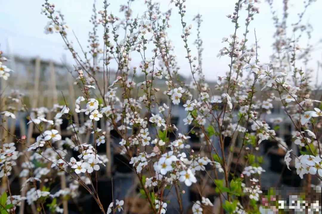 喷雪花花如其名，花量超大，开花像下雪