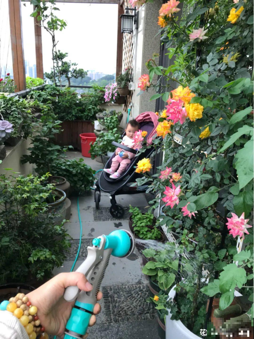 1粒小药片，碾碎丢水里，花像吃了兴奋剂疯长！