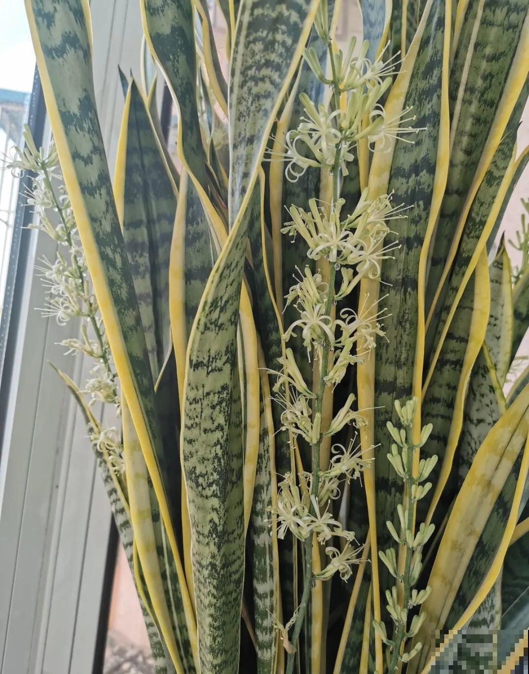 10种耐旱植物，平时少浇水，开花更准时！