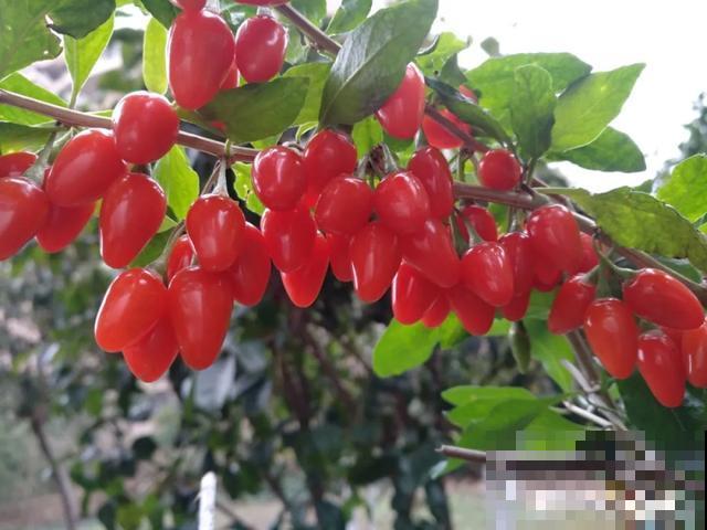 人养花，花也养人，9种花能治病，连医生也爱养！