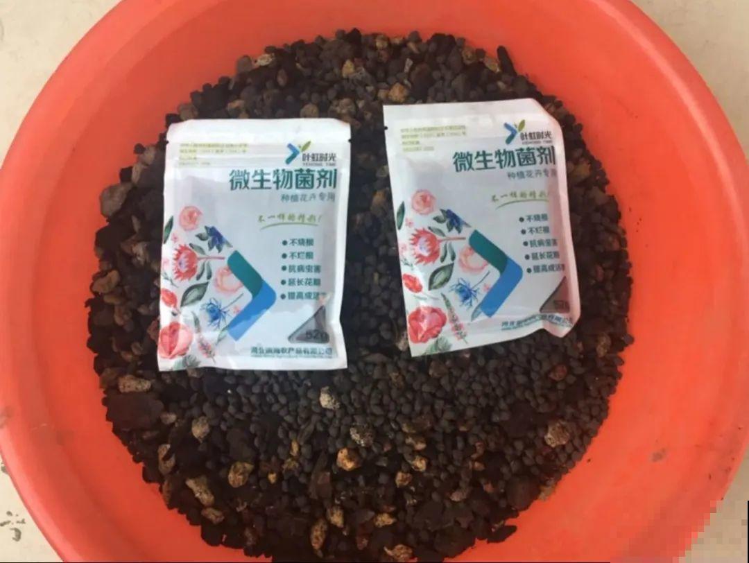 注意，绣球出现这种情况不能换盆，小心换完就死！