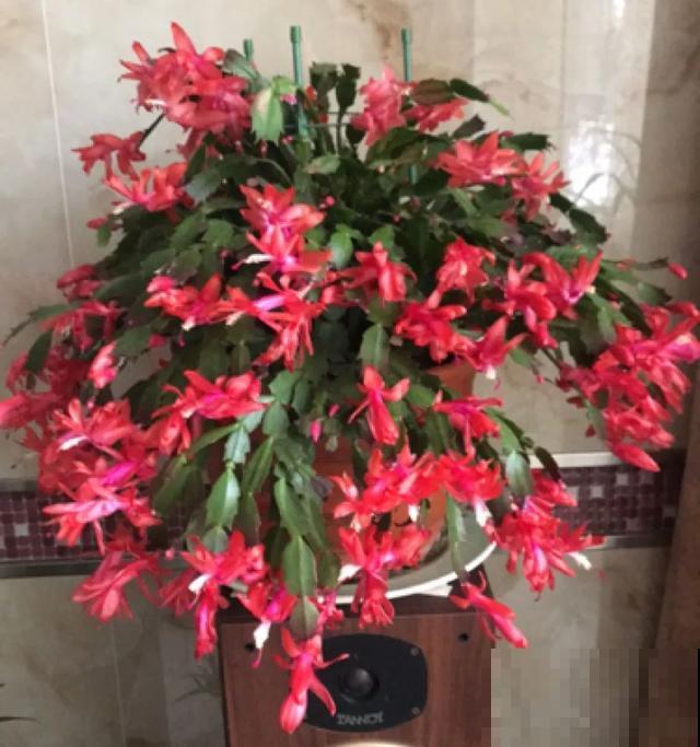 家里养盆虎皮兰，小花盆、挤着养，疯狂开花爆小崽！