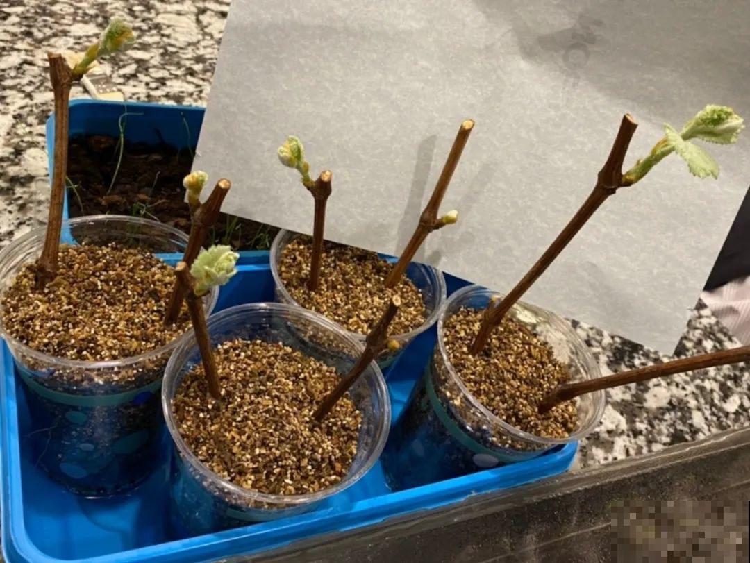 20种常见花，扦插方法大全，不用再花钱买了！