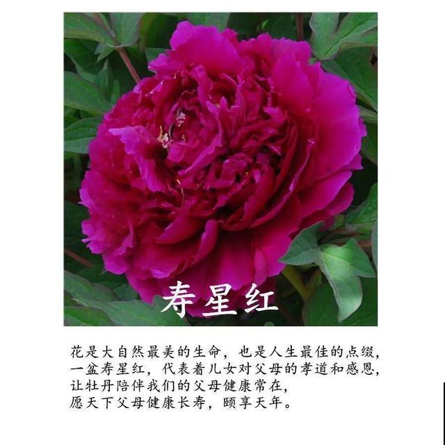 春天最大气的花，开出第一朵，就惊艳全场！