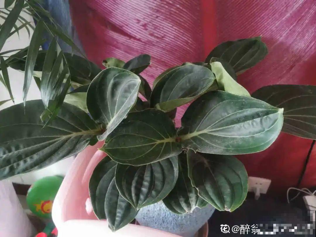 客厅养盆“贵妇花”，耐阴开花200天，特有气质！