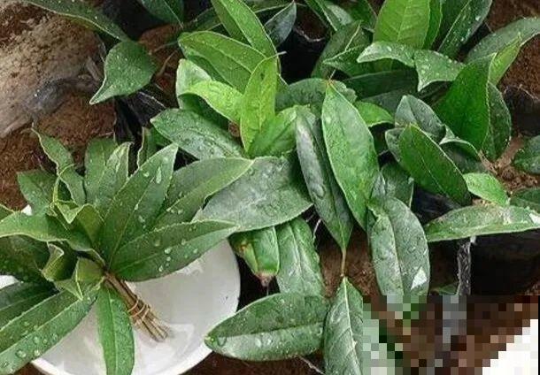 20种常见花，扦插方法大全，不用再花钱买了！