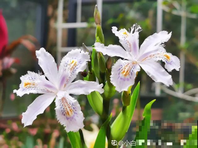 阳春三月，出门踏青，原来有这么多漂亮花！