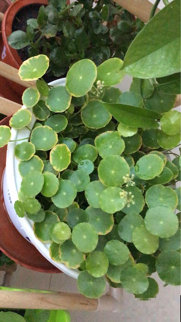 2种花，一旦开花就得剪，不然整棵植物死翘翘
