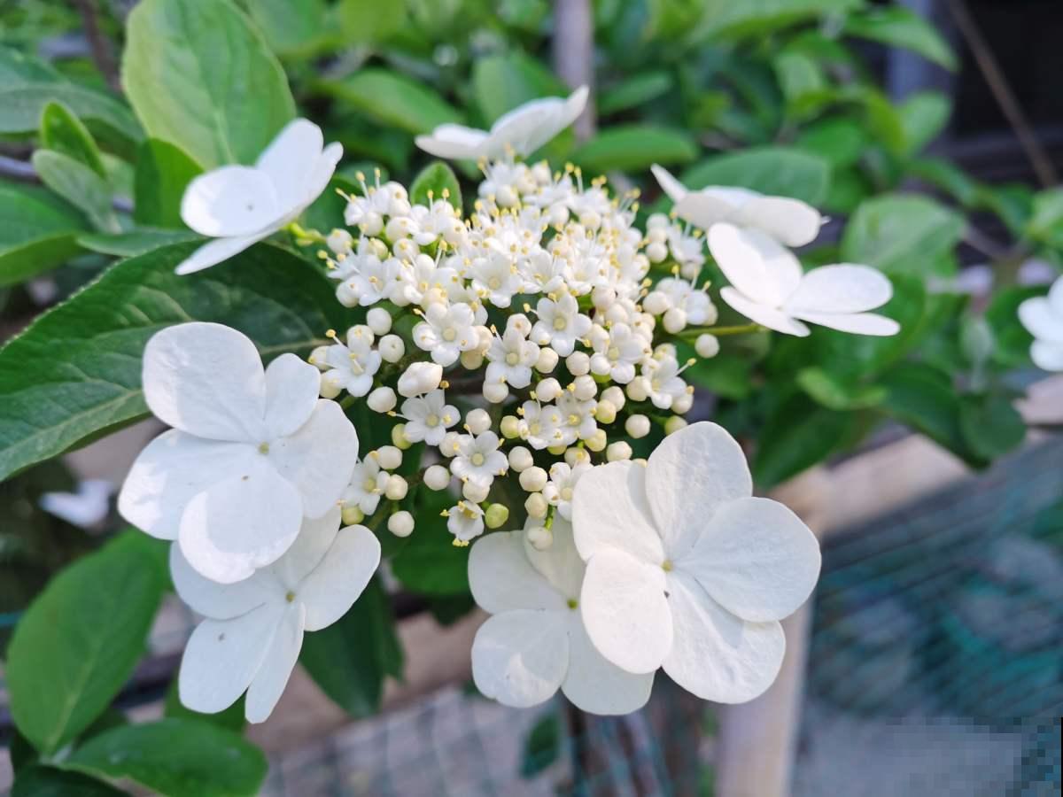 琼花开花真奇妙，大花围着小花绕，一丛花密得能压弯枝！
