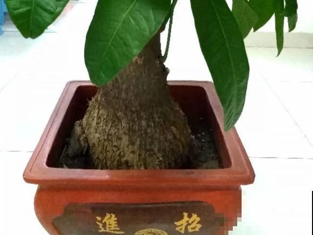 家里养盆虎皮兰，小花盆、挤着养，疯狂开花爆小崽！
