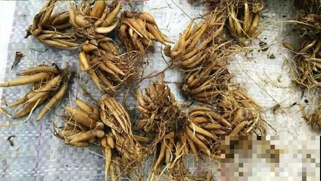 几块钱的“小牡丹”，1盆开了20朵，赚到了！