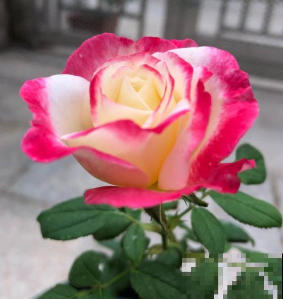 天热了，别给花乱施肥，小心烧根死翘翘！