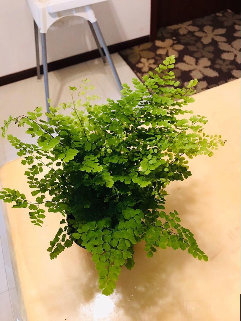 蕨类植物发芽不寻常，看起来有点吓人，千万不要手快铲掉！