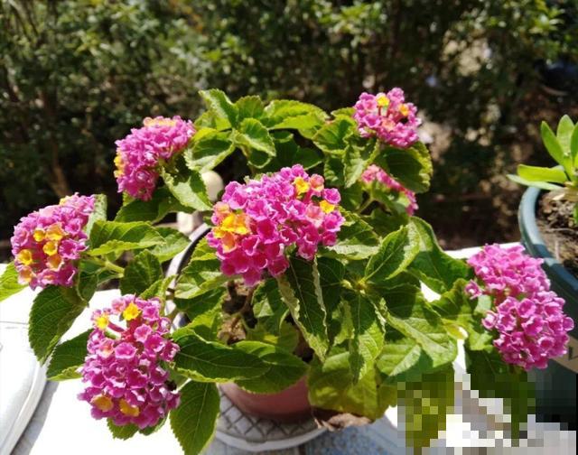 卧室别养这8种花，香得头昏脑胀，对身体有大害处！