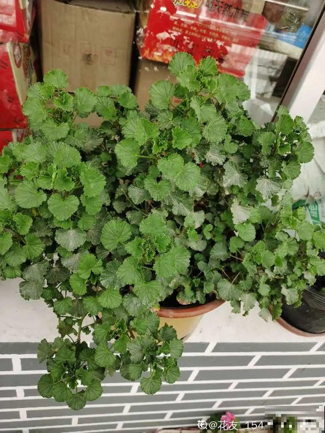 春天路边逛一遭，全是养花宝贝，赶紧捡回家