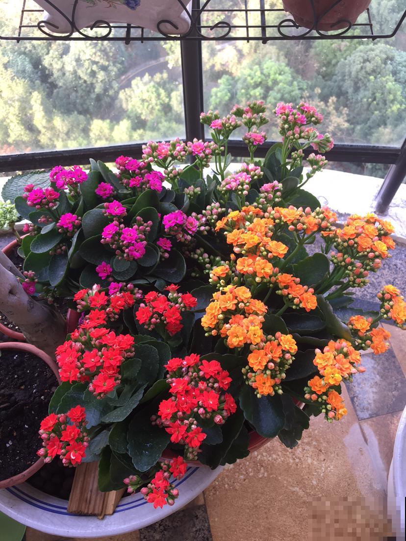 花市买回家的花，注意这6点，盆盆开爆