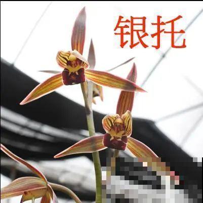 活的“香水花”，家里养一盆，有品位、气质佳！
