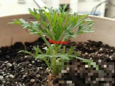 橡皮树春天要打顶，独杆变成大伞盖，叶子挤满盆！